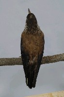 星鴉藏品圖，第8張